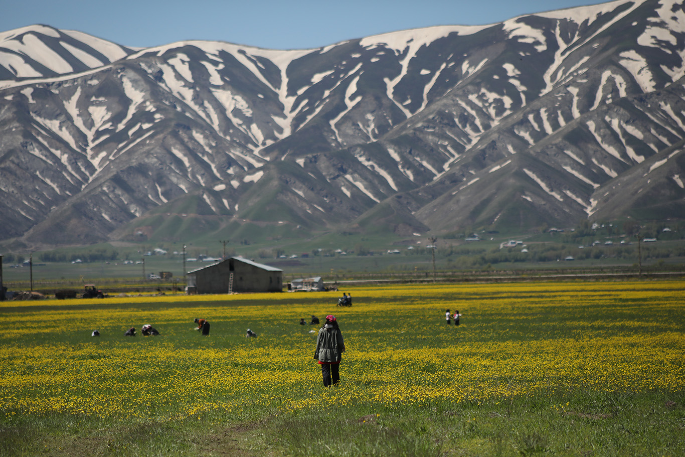 A person stands in a yellow flower field with snow-capped mountains in the background, while others work in the field.