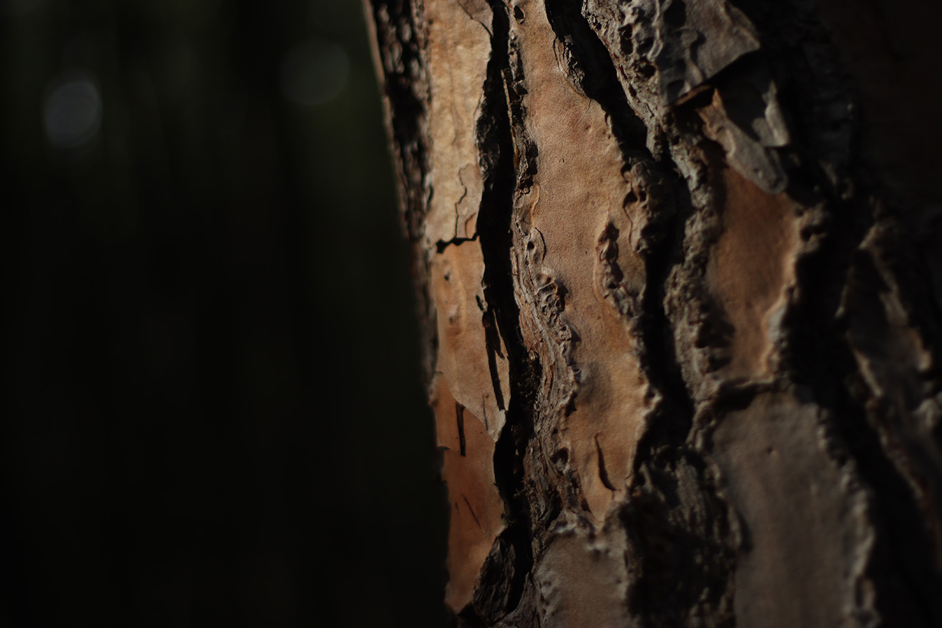 Extreme close up of a tree trunk.